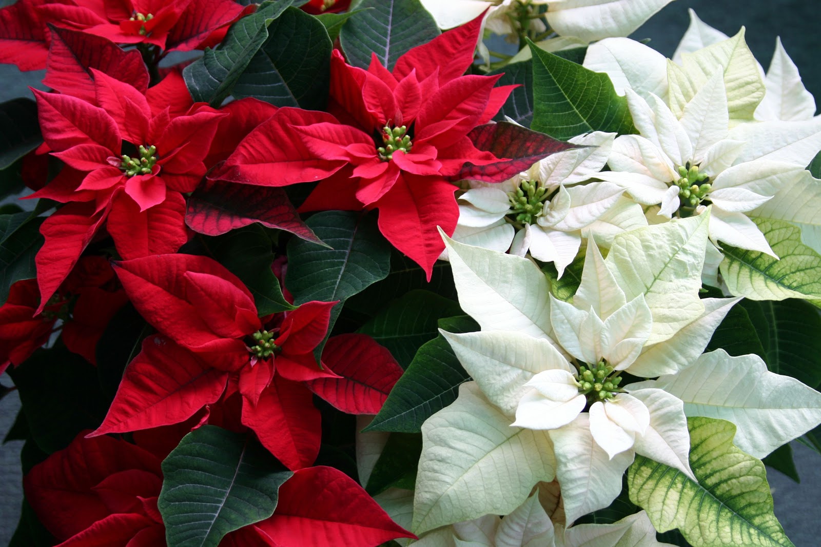 Support Student Travel with Poinsettias Support Student Travel with Poinsettias